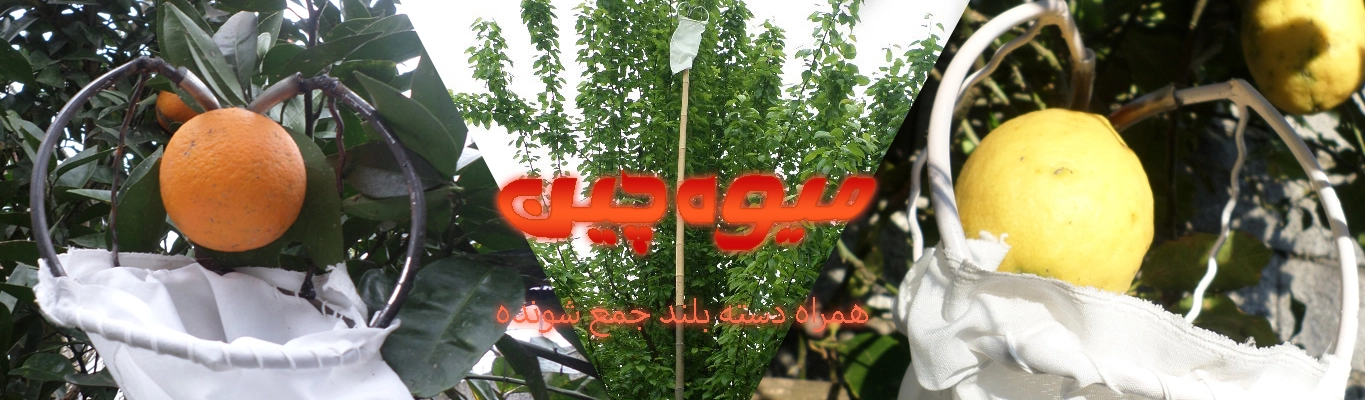 میوه چین