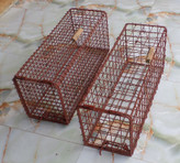 تله گربه سمور